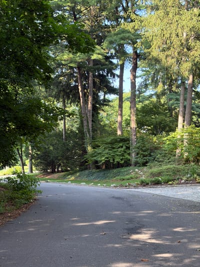 The image depicts a paved road curving through a heavily wooded area, likely in Port Washington, USA. Tall coniferous trees dominate the scene, interspersed with deciduous trees and dense undergrowth. Sunlight filters through the canopy, casting dappled shadows on the asphalt. The road appears to be a private drive or a less-trafficked public road, with a manicured lawn and flower beds visible on the right side of the curve. There are no people or animals present in the image. The environment is serene and natural, suggesting a suburban or rural setting.