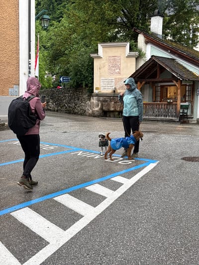 In Hallstatt, Austria, on a wet paved area marked with blue and white lines, a person wearing a pink hooded rain jacket and a backpack is standing with their back to the camera, holding a smartphone up as if taking a picture. To their right, a person in a blue hooded rain jacket holds the leashes of two dogs. One dog, a small terrier mix, is standing still, and the other, a larger brown dog, is wearing a blue dog coat and is also standing still. Behind them, a rustic building with a thatched roof has an open counter area. In the background, a stone wall and lush green trees can be seen. A sign with the word "BOOT" is visible on the wall.