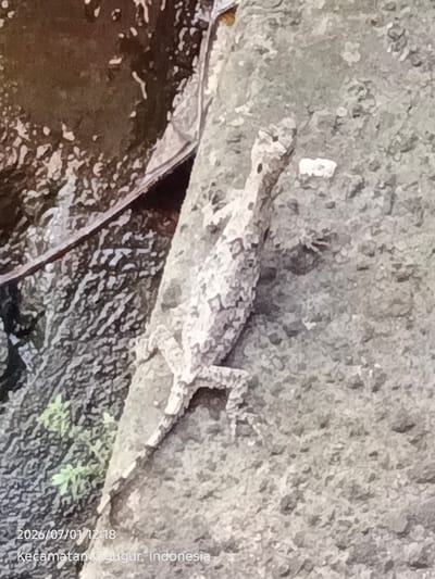 This is a close-up, slightly blurry photograph of a lizard on a rough, textured surface, possibly a rock or a tree trunk. The lizard is light-colored with a mottled pattern, and appears to be camouflaged against its background. Its body is elongated, with four legs and a tail. The head of the lizard is pointed upwards, and its body is positioned diagonally across the frame. There are some small green plants visible in the lower left portion of the image.
The image includes visible text at the bottom left, which reads: "2026/07/01 12:18 Kecamatan Cigugur, Indonesia". This text indicates the date and time the photograph was taken, as well as the location: Cigugur District in Indonesia. The time "12:18" suggests it was taken around midday. The overall impression is of a natural, outdoor scene, likely during daylight hours given the time stamp. The texture of the background suggests an outdoor environment, perhaps a natural habitat for the lizard.