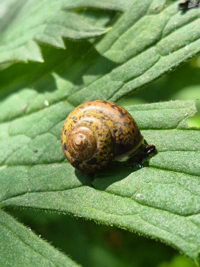A close-up, overhead shot features a small brown and yellow snail with a spiral shell resting on a vibrant green leaf. The snail is positioned in the lower right quadrant of the frame, with its dark body partially visible beneath its shell. The leaf, which occupies the majority of the image, displays prominent veins and a textured surface, with hints of sunlight creating a slight sheen. The background is softly blurred, suggesting a natural, outdoor setting, possibly in the city of Sars, Russia, where lush greenery is abundant.