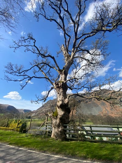 The image depicts a large, bare tree with sprawling branches against a bright blue sky with scattered white clouds. The tree's trunk is thick and gnarled, positioned along a roadside in Llangynog, United Kingdom. A section of green grass and a metal bench are visible to the right of the tree, bordered by a grey picket fence. In the background, a hillside and glimpses of buildings suggest a mountainous, rural setting.