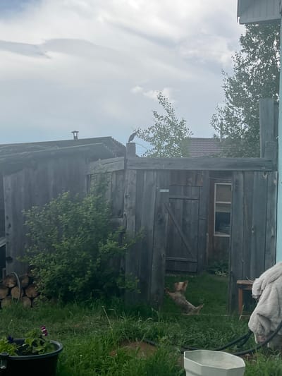 The image depicts an outdoor scene, likely in a rural or semi-rural setting. The main focus is on a rustic wooden structure that appears to be a shed or outbuilding, constructed from weathered gray planks. To the left of this structure, a pile of cut logs is stacked against the wooden wall. In front of the shed, a small dog, possibly a terrier mix, is captured mid-leap, with its back arched and hind legs extended, suggesting it is playing or jumping. The ground is covered in green grass, with some patches of taller weeds. In the foreground, a black planter contains flowering plants, one with purple and white petals. In the background, trees with green foliage are visible against a cloudy sky. A bird is perched on a vertical wooden post to the right of the shed. The overall impression is one of a simple, possibly domestic, outdoor space. The location is identified as Kovriga, Russia.