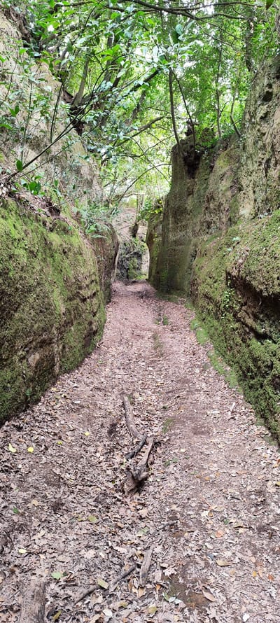 The image depicts an enclosed passageway, heavily vegetated and filled with fallen leaves. The location is in Corchiano, Italy, a historic town known for its Faliscan necropolis and natural features. The walls of the passage are tall, likely composed of weathered rock, and covered in a thick layer of green moss. The ground is entirely covered with dry, brown leaves, with a few small branches and twigs scattered across the surface. Above, the passageway is partially covered by the canopy of trees and overhanging vegetation. The walls narrow towards the end of the path. The passageway is devoid of people.