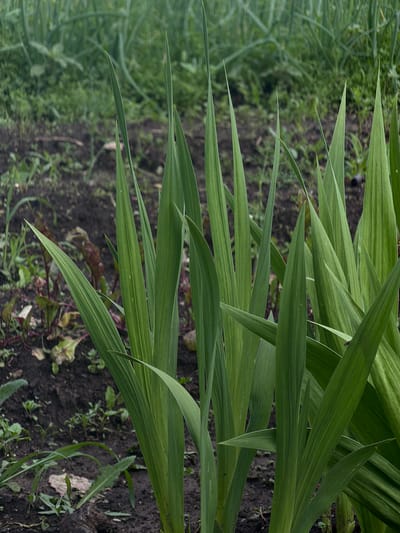 The image shows a close-up view of tall, green, sword-shaped leaves in a garden. The leaves are a vibrant green and have prominent parallel veins. They are arranged in a dense cluster, with some leaves overlapping others. The background is out of focus, showing dark soil and some smaller green plants and possibly some wilted red-leafed plants.
The lighting suggests it might be daytime, but the overcast conditions, if any, are not explicitly evident. The leaves are healthy and lush, indicating a favorable growing environment. The soil appears moist, suggesting recent watering or rain.
The image is oriented vertically, with the leaves appearing to reach upwards from the bottom of the frame. The focus is sharp on the leaves, while the background is softly blurred, creating a sense of depth. The overall impression is one of natural beauty and the abundance of plant life in a garden setting. The location context provided is "Чайковская, Russia," which might imply a temperate climate suitable for this type of foliage. There is no visible text in the image.