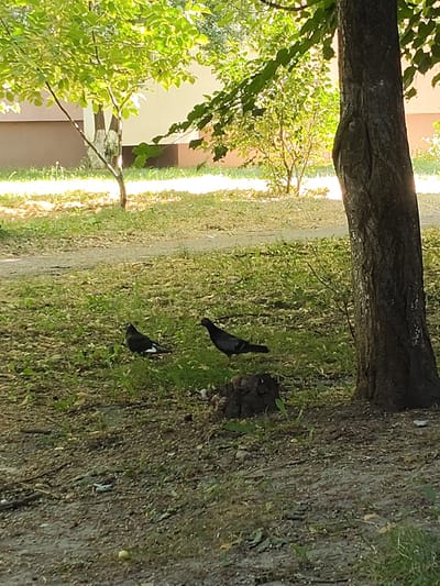 The image depicts an outdoor scene in a park-like setting, likely in Ungheni, Moldova, on a sunny day. In the foreground, a large tree trunk is visible on the right side of the frame, with dappled sunlight filtering through its leaves. The ground is covered in grass, dirt, and fallen leaves. Two pigeons are present on the grass. One pigeon is facing left, showing a white patch on its wing, while the other is facing right. In the background, there is a building with a light-colored facade and a dark brown lower section, partially obscured by greenery from trees. The overall environment appears to be a typical urban green space or residential area with vegetation and a building.