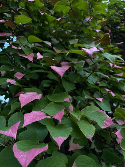 The image shows a close-up of a vine with heart-shaped leaves. The leaves are predominantly green, with patches of bright pink at the edges and tips. The vine appears to be growing outdoors, possibly in a garden or park. The background is filled with more of the same foliage, creating a dense, leafy texture. No people, animals, or man-made objects are visible. The natural lighting suggests it is daytime. The specific location in Mārupe, Latvia cannot be determined from the image alone.