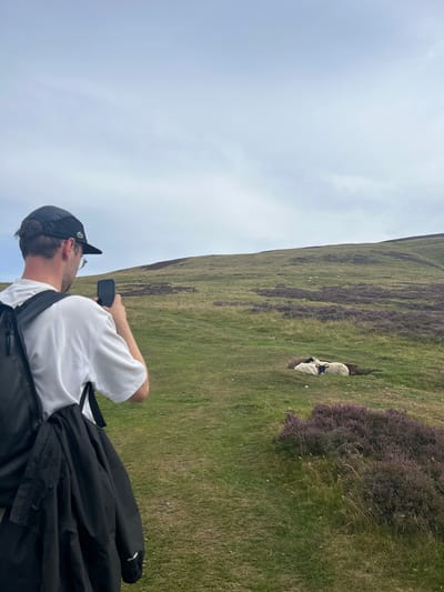 In Penicuik, United Kingdom, a person wearing a black baseball cap, glasses, a white t-shirt, and a backpack is seen from behind, holding a smartphone and taking a photograph of a group of sheep. The sheep are white with black markings on their faces and are resting in a hollow on a grassy hillside. The landscape is characterized by rolling green hills dotted with patches of purple heather. The sky is overcast.