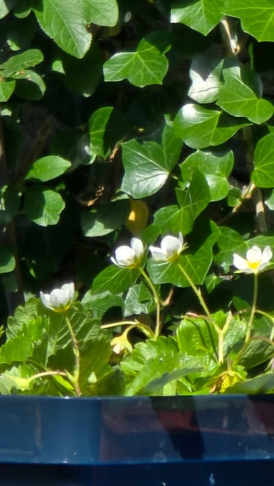 A close-up, eye-level shot captures a pot of blooming strawberry plants against a backdrop of lush green ivy. The foreground is dominated by the vibrant green leaves of the strawberry plants, with several delicate white flowers in bloom. Each flower has five petals and a yellow center. In the background, the glossy, dark green leaves of ivy create a dense wall of foliage, with hints of sunlight filtering through. A dark blue pot is visible at the bottom of the frame, partially obscuring the base of the plants. The scene appears to be an outdoor setting, possibly a garden or balcony, in Kilkenny, Ireland, given the context of the request. There are no people or animals present in the image.