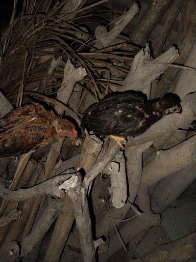 The image shows two young chickens perched on wooden branches in a dimly lit, rustic environment. One chicken is predominantly brown with darker markings on its wings and back. The other chicken is dark brown or black, with visible yellow legs and feet. Both birds appear to be resting or seeking shelter. The background is composed of dried leaves and numerous branches, suggesting an outdoor setting, possibly a coop or a sheltered area in a natural environment. The lighting is low, creating shadows and highlighting the textures of the wood and feathers, indicating it could be nighttime or a very overcast day. The overall scene evokes a sense of quietness and a natural, perhaps rural, setting in Jetis, Indonesia. There is no visible text in the image.