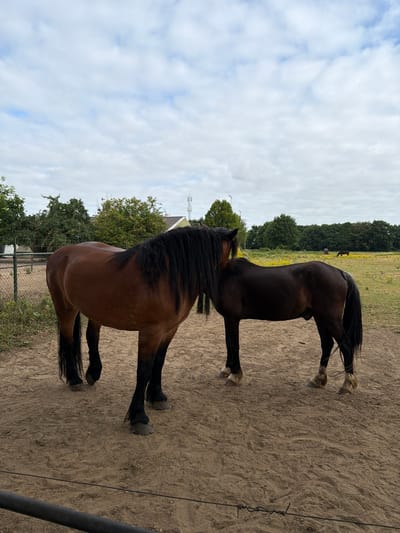 Two horses are standing in a dirt enclosure. The horse on the left is a bay color with a long, dark mane. The horse on the right is a dark brown or black color, also with a dark mane. The horses are positioned closely together, with the dark horse's head touching the mane of the bay horse. In the background, there is a grassy field with yellow flowers, trees, and a fence. Several other horses are visible in the distance. The sky is overcast with scattered clouds. The scene is set in Melick, Netherlands.