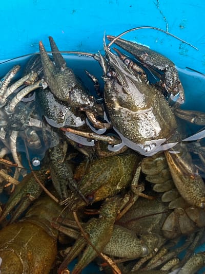 A close-up, overhead shot shows a collection of crayfish submerged in murky water within a bright blue container. The crayfish are primarily dark green and brown, with some lighter speckling on their carapaces and legs. Their claws are visible, some partially submerged, and their long antennae extend out of the water. The water's surface reflects the blue of the container, and a few air bubbles are present. The scene appears to be in an outdoor setting, given the natural lighting and the blue plastic container, commonly used for transporting or holding aquatic creatures. The location of Bol'shaya Shishovka, Russia, is not discernible from the image itself.
