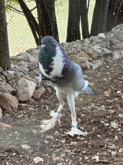 A pigeon stands on stony ground. The pigeon has gray, purple, and white plumage. It has feathered feet with green tags. A chicken wire fence is on the left side of the image. The ground consists of rocks and soil. The image was taken in Gornje Mrke, Montenegro.
