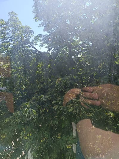 A close-up, overhead shot features a dense canopy of green leaves and small, spiky green fruits, likely horse chestnuts, under a bright blue sky with dappled sunlight. Two human hands are visible in the foreground, appearing as semi-transparent reflections on a surface, possibly glass. The left hand is slightly cupped, with fingers extended, and the right hand is also open and extended, appearing to reach into or touch the foliage. The background is dominated by the lush greenery of the tree, with glimpses of the clear sky through the branches. The image is set in Zhovti Vody, Ukraine, as indicated by the provided metadata.