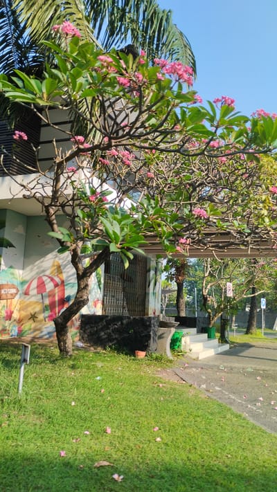 The image depicts a sunlit scene in front of a building with a mural on its left side, which includes imagery of beach umbrellas and surfboards, and the word "WELCOME." A flowering tree with pink blossoms is prominent in the foreground, partially obscuring the building's entrance. The tree's branches extend across the frame, with green leaves and clusters of pink flowers. Behind the tree, the building's facade is visible, featuring a dark, textured base and a metallic gate. To the right of the building, a pathway leads to a set of stairs, flanked by trees and foliage. In the background, a road is visible with a few parked cars. The ground is covered with green grass and scattered pink petals, suggesting a natural, possibly tropical, environment. The sky is clear and blue. While the location is stated as Sidodadi, Indonesia, there are no people visible in the image.