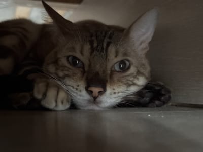 The image is a close-up, eye-level shot of a Bengal cat lying down. The cat has distinctive spotted fur, with dark markings on a lighter brown background. Its eyes are wide open and looking forward, with a slightly questioning expression. The cat's nose is pink, and its whiskers are prominent. One of its paws is visible in the foreground, resting on a dark, flat surface. The background is indistinct and appears to be a neutral, indoor environment. There is no visible indication of the city of Gornyi Erik, Russia, or any other specific location details.