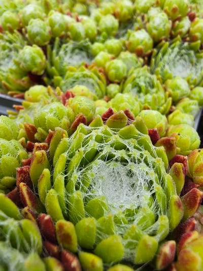 The image is a close-up of several succulent plants arranged closely together. Each plant appears to be a hen-and-chicks variety (Sempervivum arachnoideum), characterized by a rosette shape with fleshy, green leaves tipped with reddish-brown coloration. The leaves are covered in fine, white, cobweb-like threads, which are characteristic of this particular species. The plants are positioned side-by-side in what seems like a dense arrangement. The background is blurry but suggests the presence of other plants. The image location is Mlčechvosty, Czechia.