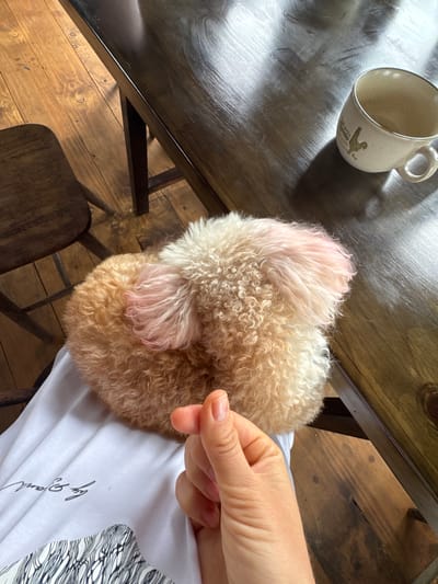 The image shows a close-up view of a fluffy dog, likely a toy poodle, with light brown and white fur, some of which has a pink hue, resting on a person's lap. The person is wearing a white t-shirt with some writing and a black and white patterned design at the bottom. The person's hand is visible in the foreground, forming a heart shape with their thumb and index finger. In the background, a wooden table with a dark finish is visible, along with a white mug with a rooster design. Part of a wooden chair and a wooden floor are also in view. The scene appears to be indoors, likely in a home setting, with natural lighting coming from the right. The location is identified as Thôn 2, Vietnam.