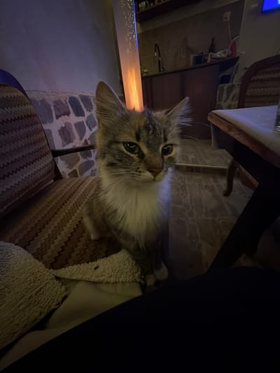 A domestic feline, displaying a calico-tabby pattern with gray, brown, and white fur, sits erect on a patterned cushion or chair. The cat's gaze is directed forward, its eyes open, with a distinct light reflection visible in the left eye. To the left of the cat, a patterned fabric chair back is visible, and below the cat, a cream-colored textured blanket or throw rests. The background includes a wall with a lower section of irregular light-colored stone or tile, surmounted by a smooth, light-toned wall. A tall, cylindrical decorative lamp emits warm orange light at its base and cool blue light with bubble-like effects higher up. To the right, a wooden table with a light-colored surface and a dark-framed chair are partially visible. Beyond this, a kitchen area with dark cabinetry, a faucet, and miscellaneous objects on the counter is evident. The flooring is tiled. Dark fabric, consistent with human clothing, occupies the lower right foreground, indicating an observer's close proximity. The setting is an interior space in Kavrakirovo, Bulgaria.