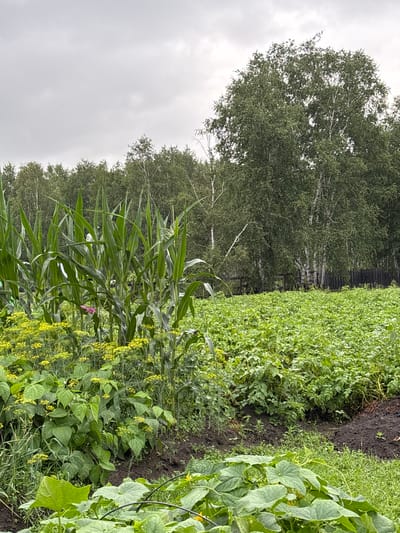 This is a medium-shot, eye-level, vertical photograph of a vegetable garden. In the foreground, on the left, are tall stalks of corn, with dense green leaves and tassels visible. To the right of the corn, and partially in front of it, is a patch of low-growing plants with small yellow flowers, possibly dill or a similar herb. Further back and to the right, a large field of green plants, likely potatoes, stretches towards the background. Behind the field, a dense line of trees forms a natural border, with birch trees, identifiable by their white bark, interspersed with other deciduous trees. A dark wooden fence runs along the edge of the garden, behind the potato field and in front of the treeline. The sky is overcast with a pale gray, diffused light. The overall scene depicts a rural or suburban garden setting in the city of Gonja, Russia. No people are visible in the image.