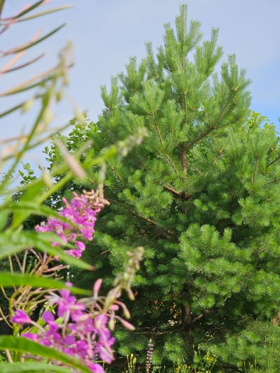 The image captures a natural scene with a focus on vegetation, likely taken in Gaivinskoe Lesnichestvo, Russia. In the foreground, a cluster of vibrant pink flowers is softly blurred, suggesting they are close to the camera. Behind the flowers, a mature pine tree dominates the middle ground with its dense green needles and sturdy branches. The tree's trunk is visible in parts, appearing rough and textured. In the background, additional green foliage from other trees and plants can be seen, creating layers of natural texture. The sky above is a pale blue with wispy clouds, indicating fair weather. The overall impression is one of a tranquil, outdoor environment.