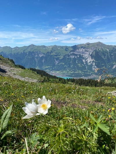 The image captures a scenic view of the Swiss Alps, likely from a vantage point overlooking the town of Brienz (BE), Switzerland. In the foreground, two delicate white wildflowers with yellow centers are in sharp focus, surrounded by lush green grass and smaller yellow wildflowers. The middle ground features a steep, rocky slope sparsely covered in grass and interspersed with coniferous trees. This slope descends towards a valley. In the background, a majestic mountain range dominates the horizon, characterized by rugged, layered rock formations and green, forested slopes. A vibrant turquoise lake, likely Lake Brienz, is visible in the valley, with a small town nestled along its shores. The sky above is a bright blue, adorned with scattered white clouds. The overall scene conveys a sense of natural beauty and tranquility. There are no people or animals visible in the image.