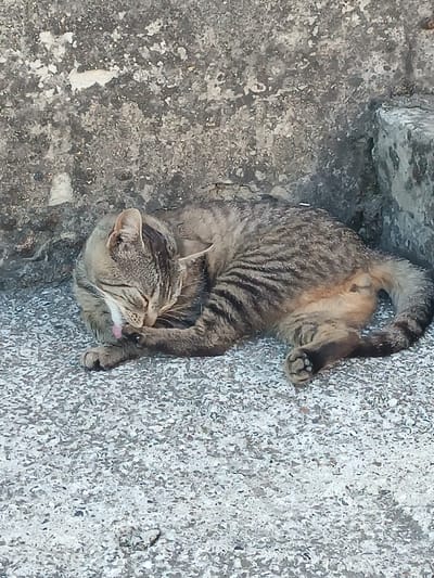 A tabby cat is grooming itself on a speckled concrete surface next to a rough, grey concrete wall. The cat is lying on its side, curled up with its head bent down, and its tongue is visible as it licks its paw. The cat's fur has a striped pattern in shades of brown and grey. The environment appears to be outdoors, likely in an urban or semi-urban setting, based on the concrete textures. There is no specific indication of the city of Elizaveta, Moldova, in the image.