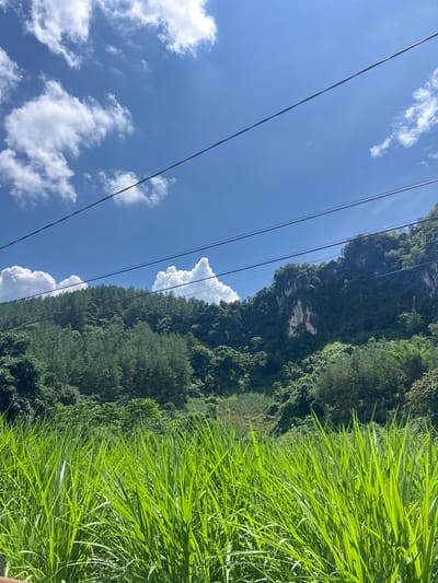 A vertical, eye-level shot captures a bright, sunny day with a clear blue sky dotted with fluffy white clouds. Three parallel power lines stretch across the upper portion of the frame, angled from the left to the right. Below the sky, a lush green mountainside is densely covered with various types of trees, including tall, slender pine trees and broader leafy foliage. A striking, light-colored cliff face, partially covered in vegetation, juts out from the right side of the mountain. In the foreground, a dense field of vibrant green grass, with long, blade-like leaves, fills the bottom half of the image. The scene is located in the city of Bình Lư, Vietnam, known for its scenic mountainous landscape.