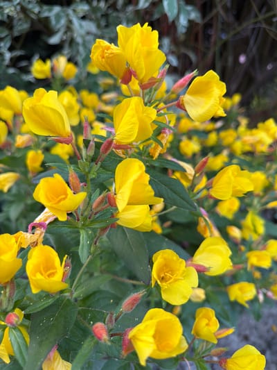 This image is a close-up, ground-level shot of a dense cluster of yellow evening primrose flowers in bloom. The flowers are vibrant yellow with a slight ruffled texture to their petals. Many of the flowers are fully open, revealing their delicate stamen. Several buds, covered in reddish-pink fuzz, are also visible, some beginning to unfurl. The leaves are a dark green, providing a stark contrast to the bright yellow of the blossoms. The background is softly blurred, with hints of darker foliage and a greyish, possibly paved, surface at the bottom right. There are no people or animals present in the image. The lighting suggests it was taken during the daytime, possibly overcast, as the light is diffused. The scene is consistent with a garden or a roadside planting in an urban or suburban environment. There is no indication of the specific location within the city of Mordarka, Poland, as the image itself does not contain any identifying landmarks or street signs.