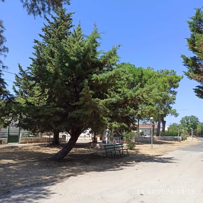In Grumo Appula, Italy, on July 16, 2026, at 14:35, a scene unfolds beneath a clear blue sky, characterized by lush greenery and a paved road. Dominating the foreground is a large, mature cypress tree, its trunk arching dramatically to the left, with its branches casting dappled shadows across dry, light-brown ground cover. To the right of the tree, a simple, dark green wooden bench with two sections is positioned on the ground.
Behind the bench, a low stone wall runs horizontally, with a green metal gate visible to the far left. Beyond the wall, a white building with a terracotta-tiled roof is partially obscured by trees. Further in the background, a paved road curves to the right, bordered by more trees and occasional streetlights. The overall environment suggests a tranquil, semi-rural setting within the town.
