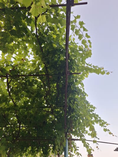The image depicts a close-up, low-angle view of a grape arbor covered with lush green leaves and some small clusters of green grapes. The arbor is supported by rustic, dark metal poles and horizontal beams, suggesting an outdoor setting, possibly a garden or backyard. The sky is a pale, washed-out blue, indicating either early morning or late afternoon light, or possibly an overcast day. The lighting casts dappled shadows through the dense foliage. There are no people or animals visible in the frame. The scene appears to be located in Nabran, Azerbaijan, a coastal city known for its natural beauty and agricultural activities, including viticulture. The overall impression is one of natural growth and a slightly aged, weathered structure providing support.