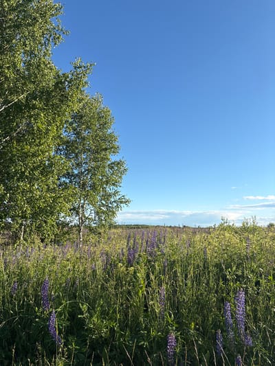 This media file displays a beautiful natural scene featuring a field of purple lupine flowers under a clear blue sky with scattered white clouds. In the foreground, lush green foliage and a tree with light-colored bark are visible, with its leaves catching the sunlight. The lupine field stretches into the distance, creating a vibrant carpet of purple and green. The time of day appears to be daytime, with bright sunlight illuminating the scene, suggesting a warm and pleasant weather. The location, Островское, Russia, hints at a rural or natural setting, likely during the summer months when lupines are in bloom. No people, objects, or text are visible in the image. The overall mood is serene and picturesque, capturing the essence of a blooming meadow on a sunny day.