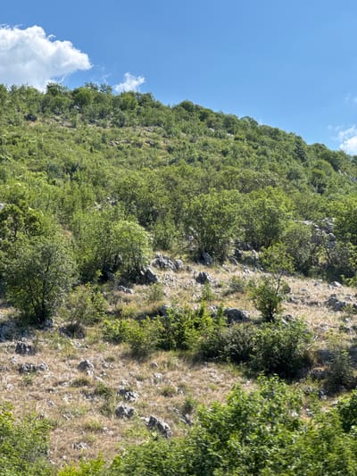 The image depicts a rocky, sparsely vegetated hillside under a bright blue sky with scattered white clouds. The hillside is covered in low-lying green shrubs, grasses, and scattered trees, with numerous grey rocks protruding from the ground. The overall impression is of a rugged, natural landscape. The location is identified as Drenoštica, Montenegro. There are no people or animals visible in the image.