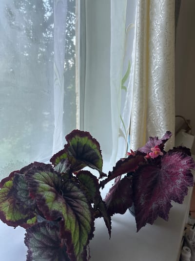 A close-up, eye-level shot captures a vibrant Begonia Rex plant with large, deeply textured leaves. The leaves display a striking pattern of deep burgundy edges and veins, transitioning to lime green centers with a silvery, iridescent sheen. A few small, delicate pink flowers bloom amongst the foliage. The plant sits on a white ledge, likely a windowsill, in front of sheer white curtains that are layered with a heavier, cream-colored curtain featuring an ornate damask pattern. Through the sheer curtain, the blurred outline of green foliage and trees is visible, suggesting an outdoor view. The lighting is soft and diffused, indicating an indoor setting with natural light filtering through the window. The scene is devoid of any human presence or activity. The location is not specified as Kebezen, Russia.