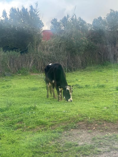 The image depicts a rural scene in Oumazza, Morocco. A black cow with white patches on its face, forehead, and a small spot on its back is visible in the mid-ground, positioned slightly to the right of the frame's center. The cow has small horns and a yellow ear tag on its left ear, and a thin rope or tether is visible around its muzzle. It is actively grazing, with its head lowered into a vibrant green grassy field. The foreground consists of this green grass interspersed with small patches of dirt and a few scattered white and yellow flora. In the background, a dense line of various green foliage, including trees and tall reeds, runs horizontally across the frame. Partially obscured by this foliage, a building with a red roof is visible, with a faint plume of white smoke or mist rising above the trees to the left of the red structure. The sky above the foliage is overcast.