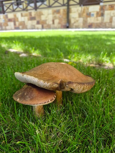 Two mushrooms with brown caps are growing in vibrant green grass. The larger mushroom is in the foreground, partially obscuring the smaller one behind it. The caps have a textured underside. In the background, a stone wall with a wooden fence above it is visible. The scene is outdoors, likely in a park or garden within the city of Vlast Truda, Russia. There are no people or animals present.