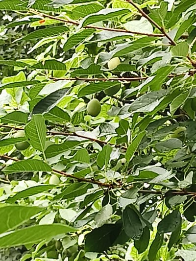 A close-up, vertically oriented, slightly blurred shot captures a dense canopy of green leaves and thin, brown branches of a fruit tree, possibly a plum or cherry tree, in the city of Gvardeysky, Kazakhstan. Several small, round, light green fruits are visible, scattered amongst the foliage. The lighting suggests an overcast day, as there are no strong shadows. The overall impression is one of lush, natural growth.