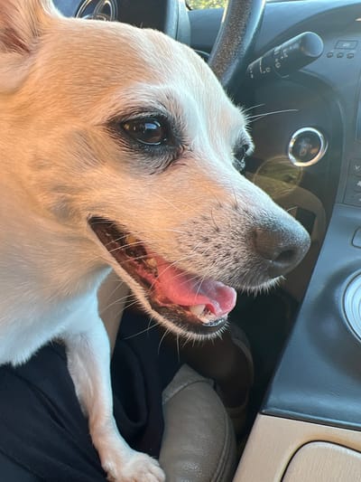 The image shows a close-up view of a white dog's head and paw inside a car, likely in Ukraine. The dog has its tongue sticking out, with its mouth partially open, revealing its teeth and gums. The dog's fur is white, with some darker markings around its nose and eyes. The background consists of the car's interior, including the dashboard, steering wheel, and a part of the passenger seat. Sunlight streams in, suggesting it is daytime. The overall mood seems playful or expectant, with the dog appearing to be looking at something or someone outside the frame. There is no visible text in the image.
