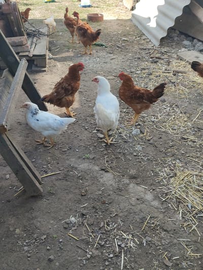 The image shows a chicken coop area in Velykyi Zhytyn, Ukraine. There are several chickens scattered throughout the scene. Two white chickens and three brown chickens are visible in the foreground. In the background, more chickens can be seen. The ground is covered in dirt, straw, and small stones. To the left, a wooden structure, possibly part of the coop, is present. To the right, a corrugated metal sheet is propped up. The overall environment appears to be a rural outdoor setting.