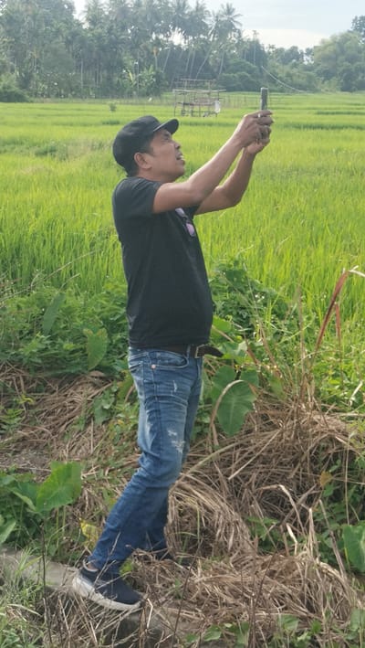 A man wearing a black t-shirt, blue jeans, and a black baseball cap stands in a lush green rice field in Lambarotunong, Indonesia. He is holding a mobile phone in his hands and appears to be taking a picture or video, looking up at the screen. The background features a dense line of palm trees and other vegetation. The man is standing on a rocky embankment covered in dry grass and some leafy plants.