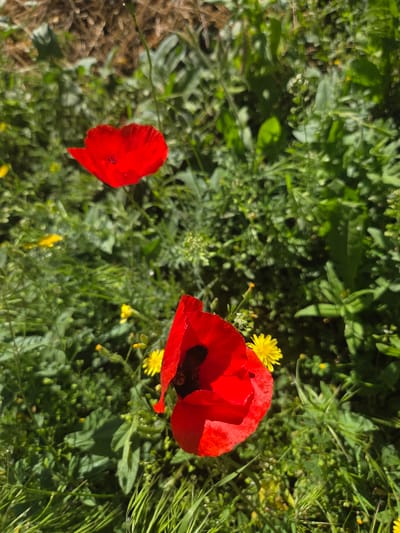 This image depicts two bright red poppies in a field of green grass and foliage, with several small yellow flowers interspersed. The poppies are the main subjects, with one prominent in the foreground and another slightly further back and to the left. The background is a blur of green vegetation and a textured, brownish area that could be soil or dry leaves. There are no people or discernible man-made structures in the image. The lighting suggests it is daytime, with sunlight highlighting the flowers. The scene is natural and appears to be outdoors in a grassy area. The query about the location in Gyumri, Armenia, cannot be verified or addressed from the visual information provided in the image itself.