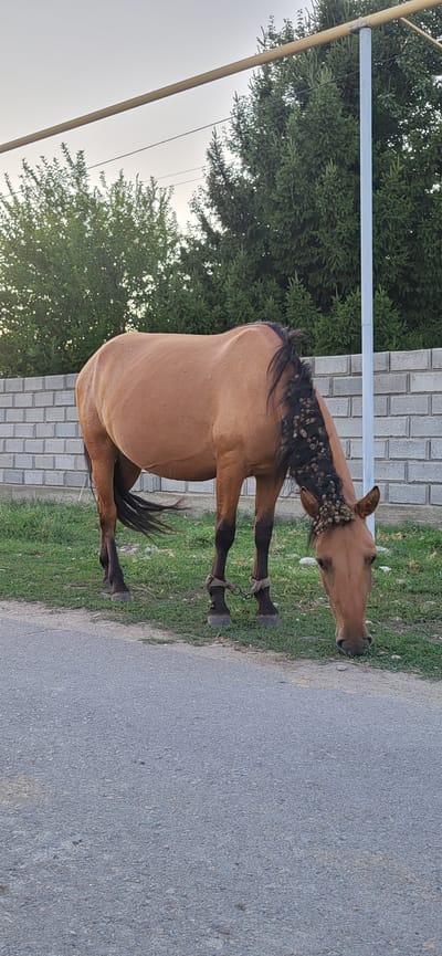 A brown horse with a dark mane, braided with small objects, is grazing on grass next to a paved road. The horse has a chain around its hind legs. In the background, there is a white brick wall, green trees, and a grey sky. The scene appears to be located in or near the city of Тастөбе, Kazakhstan, given the context provided.