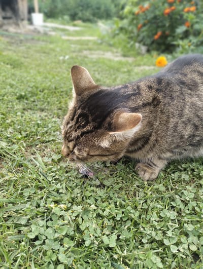 A tabby cat is crouched on a patch of green grass and clover. The cat is looking down and appears to be interacting with something small on the ground, possibly an insect or a piece of prey. The background is blurred, showing foliage and some orange flowers, suggesting an outdoor setting. The scene is likely located in Bystryk, Ukraine.