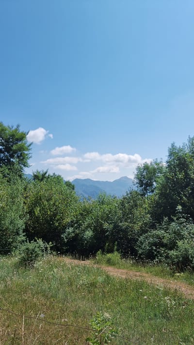 This is a vertical, medium-shot, eye-level outdoor photograph taken on a bright, sunny day. The scene depicts a rural landscape. In the foreground, there is a grassy field with scattered wildflowers and a thin wire fence. A dirt path winds through the grass towards the middle ground.
The middle ground is dominated by a dense line of green trees and foliage. Behind the trees, in the background, are several layers of mountains, appearing hazy and distant due to atmospheric perspective. The sky above is a clear, vibrant blue with a few scattered white clouds. The image is taken in Molló, Spain.