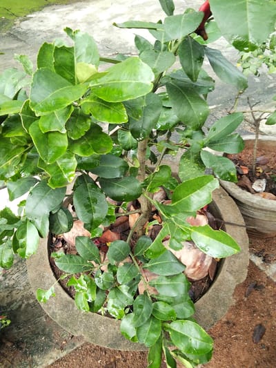 A close-up overhead shot shows a potted green plant with glossy leaves. The plant has a central woody stem with branches extending outwards, adorned with numerous ovate leaves, some showing minor damage or imperfections. The leaves are a vibrant green, and some have visible water droplets, suggesting recent watering or dew. The plant is housed in a rough, concrete planter with a textured rim. The planter sits on a ground surface that appears to be a mix of concrete and reddish-brown soil. Fallen brown leaves and mulch are visible within the planter and on the soil surrounding it. In the background, the ground transitions to a mottled gray concrete surface, and another similar concrete planter with a plant is partially visible. The scene depicts an outdoor setting, likely a garden or courtyard, in Phú Sơn, Vietnam.