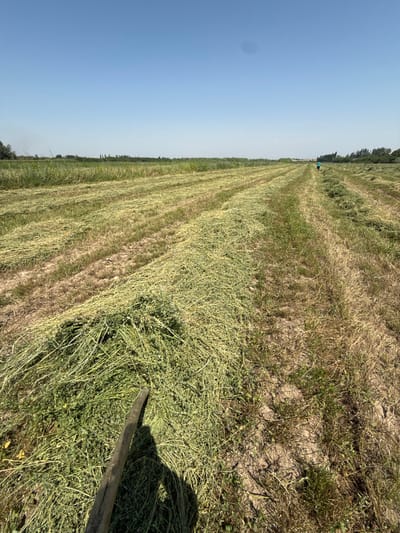 In a rural setting, likely the outskirts of Kara-Dobo, Kyrgyzstan, a field is being harvested. The foreground is dominated by rows of freshly cut hay, some piled high and others spread thinly across the dry, cracked earth. A wooden tool, possibly a rake, lies partially in the hay, casting a long shadow. In the middle distance, a person wearing a blue shirt is walking away from the camera, down a path between the rows of hay. The field stretches towards a distant treeline, beyond which the clear blue sky dominates the upper portion of the image. The overall impression is one of agricultural activity under a bright, sunny sky.