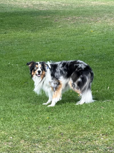 The image displays a full-body shot of a tri-color Australian Shepherd dog in a vibrant green grassy field. The dog has distinctive blue eyes and a striking merle coat pattern, featuring black, white, and tan markings. Its fur is visibly long and fluffy, particularly around its neck, chest, and tail. The dog is looking directly at the viewer with a wide-eyed, open-mouthed expression, conveying a sense of excitement, playfulness, or surprise. Its ears are partially perked, and a portion of its bushy tail is visible behind it.
The background consists entirely of a well-maintained green lawn, suggesting an outdoor setting such as a park or a spacious backyard. The lighting is bright, indicating it is daytime, likely under sunny conditions. While no specific location cues are visible within the image itself, the provided context places the setting in Častá, Slovakia. There is no discernible text present in the media file.