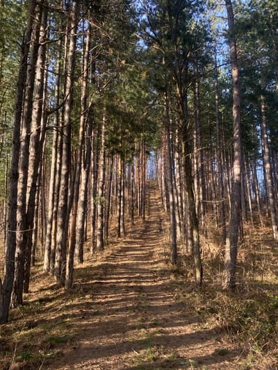 A dense conifer forest is depicted, located near Krastets, Bulgaria. A dirt path, approximately 1.5 to 2 meters wide, traverses the center of the frame, ascending a gradual incline and receding into the distant tree line. Numerous tall, slender conifer trees, primarily pines, line both sides of the path, their trunks exhibiting light brown to reddish-brown bark. The trees cast long, distinct shadows across the path and forest floor, consistent with direct sunlight. The ground is covered with a layer of dry organic matter including pine needles and fallen leaves, with sporadic patches of sparse, dry vegetation. No individuals, wildlife, or man-made objects other than the path are present.