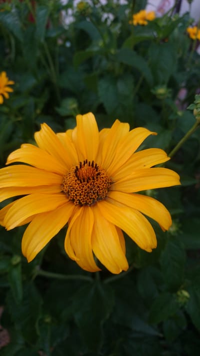 A close-up, vertical, eye-level shot features a bright yellow daisy-like flower dominating the foreground, its petals fanned out and slightly overlapping. The center of the flower displays a cluster of small, dark brown florets surrounded by a lighter orange-brown ring. The background is a blur of dark green foliage, with hints of other yellow flowers and some lighter-colored blooms in the upper left corner. The overall impression is one of natural beauty in a garden or natural setting. The image does not contain any identifiable landmarks or features to pinpoint its location in Dvirets, Ukraine, or any other specific urban area.