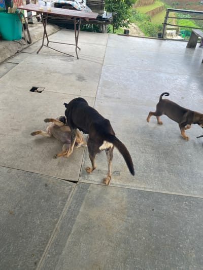An outdoor scene in Pung Luong, Vietnam, displays three dogs on a light gray concrete patio. In the midground, a black-furred dog stands with its front paws over a lighter tan-furred dog, which lies on its back with its belly exposed, indicating a playful or submissive posture. To the right, a smaller brown-furred puppy with a curled tail walks across the concrete. In the upper left background, a brown folding table with a dark top holds two clear plastic cups. Adjacent to the table is a green plastic container. The concrete floor exhibits visible seams and a small, square-shaped opening containing debris. The background reveals a verdant mountainous landscape characterized by distinct agricultural terraces and lush vegetation.