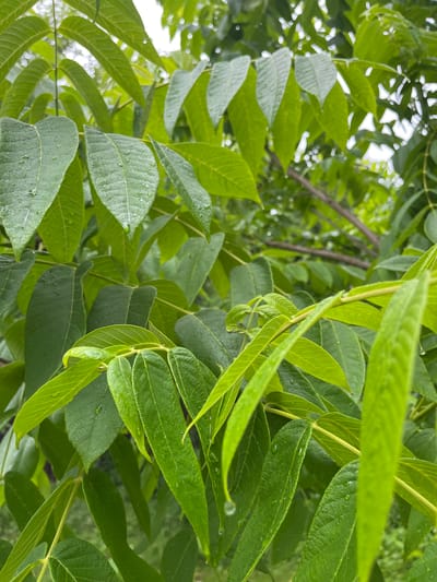 This image shows a close-up view of lush green leaves on a tree, with water droplets clinging to their surfaces, suggesting recent rainfall. The leaves are elongated and somewhat pointed, with visible veins. The background is a blur of more green foliage and branches, with glimpses of a bright, overcast sky. The image appears to have been taken outdoors in a natural setting, likely a park or a garden. There is no evidence of human activity or structures in the image. The location of Otyakovo, Russia, is not discernible from the visual information alone.